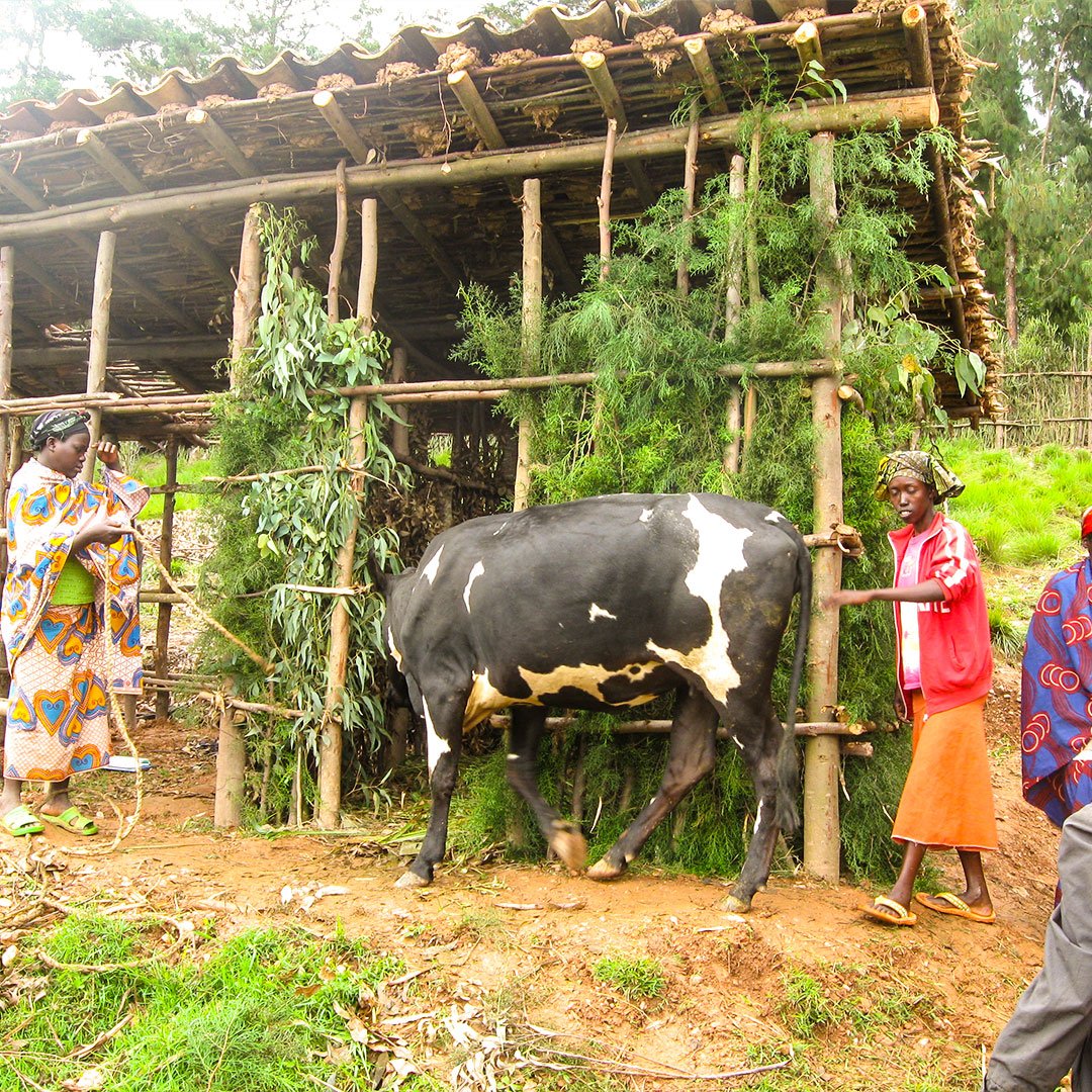 Cows-to-poor-people